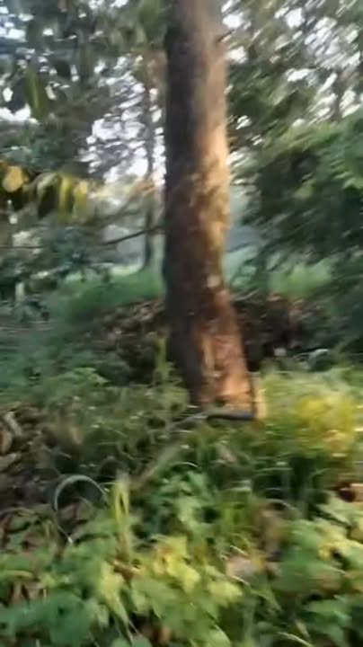 Đất sầu riêng 900m² tại Tam Bình, Cai Lậy - Giá chỉ 870 triệu!