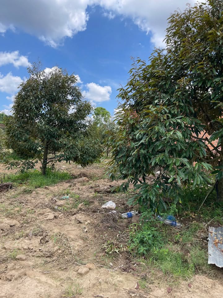 Farm 2988m² tại Xuân Hà 1, Sông Hinh giá 1.75 tỷ - Đầu tư tuyệt vời cho mùa Tết!