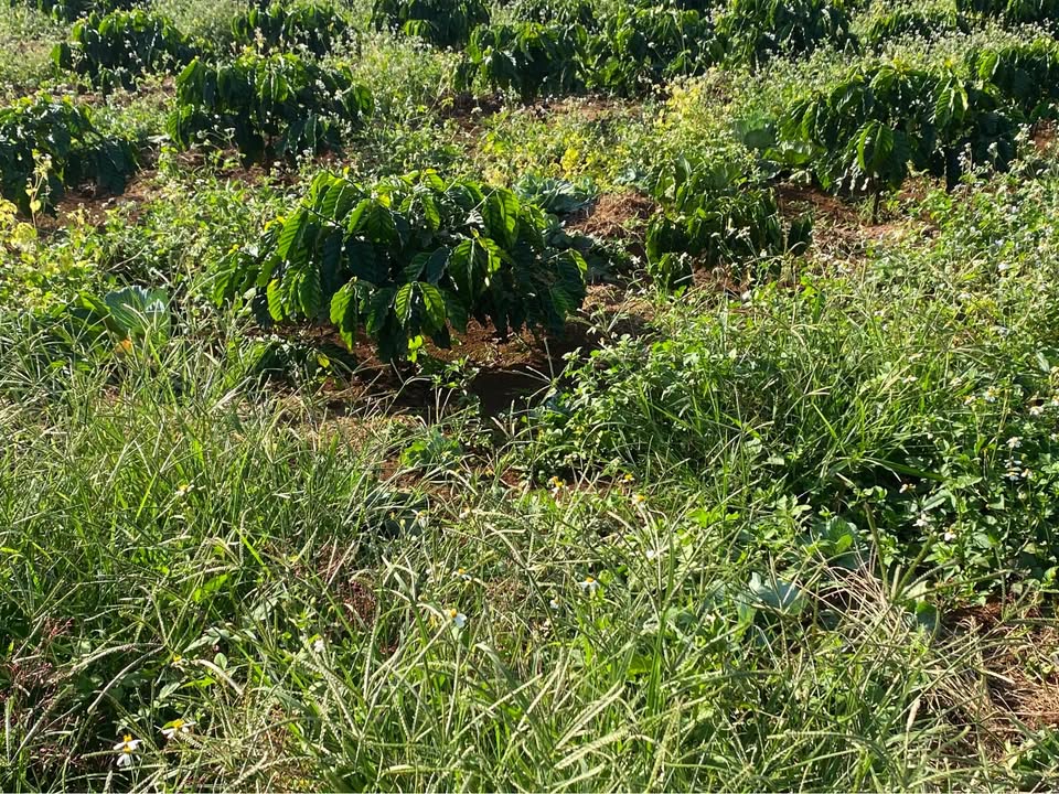 Đất nền Liên Hà, Lâm Hà 1080m² giá 1.4 tỷ - Cơ hội đầu tư hấp dẫn!