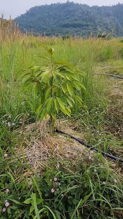 Đất nông nghiệp 1,5 ha tại Đồng Kho, Tánh Linh - Đầu tư sinh lời từ sầu riêng