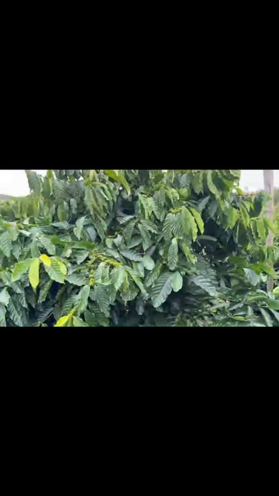 Đất nền 1ha8 tại Thôn 11, Xã Nam Bình, Đăk Song - Giá chỉ 2.6 tỷ!