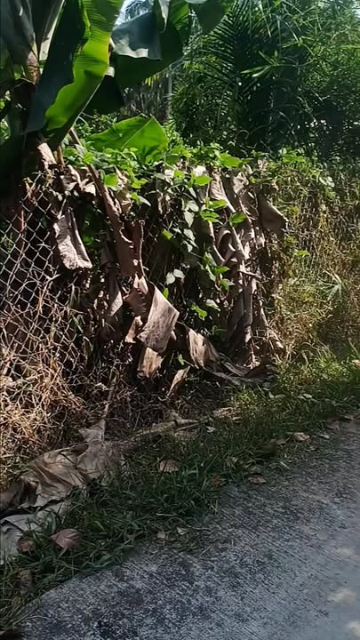 Đất vườn 1,2ha xã Trung Thành, Vĩnh Long giá chỉ 1,365 tỷ - Cơ hội đầu tư hấp dẫn!