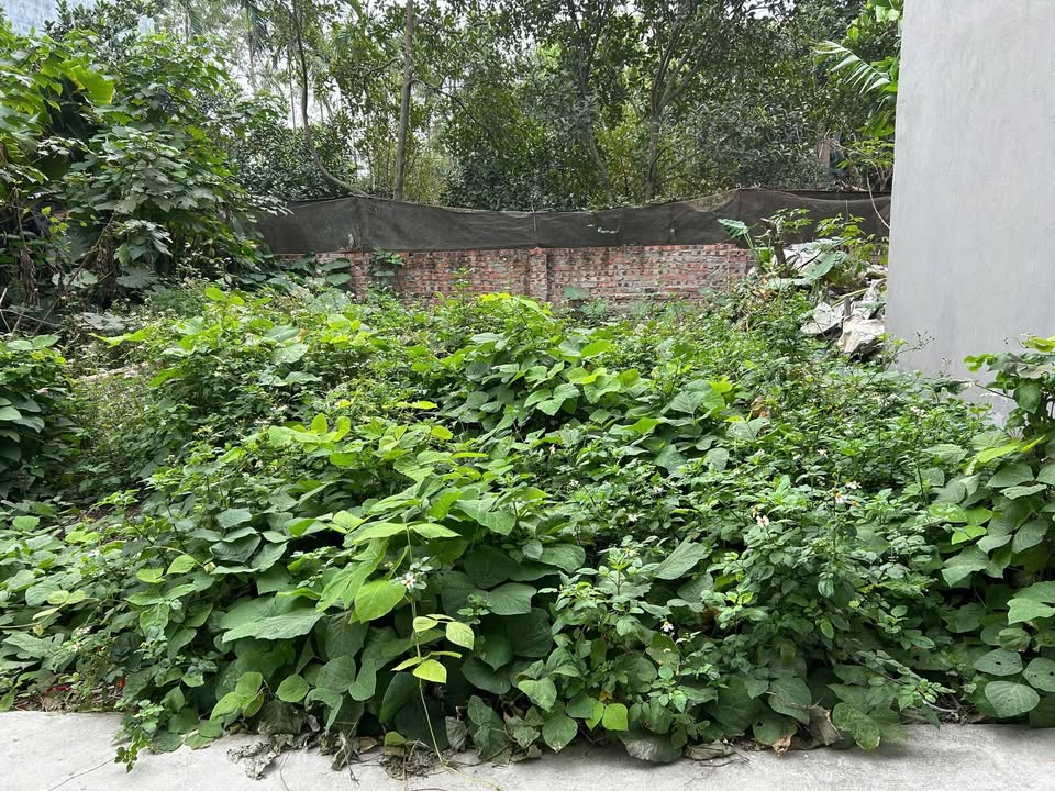 Đất thổ cư thôn Viên Ngoại, Gia Lâm 45m² giá 3 tỷ - Cơ hội đầu tư sinh lời!