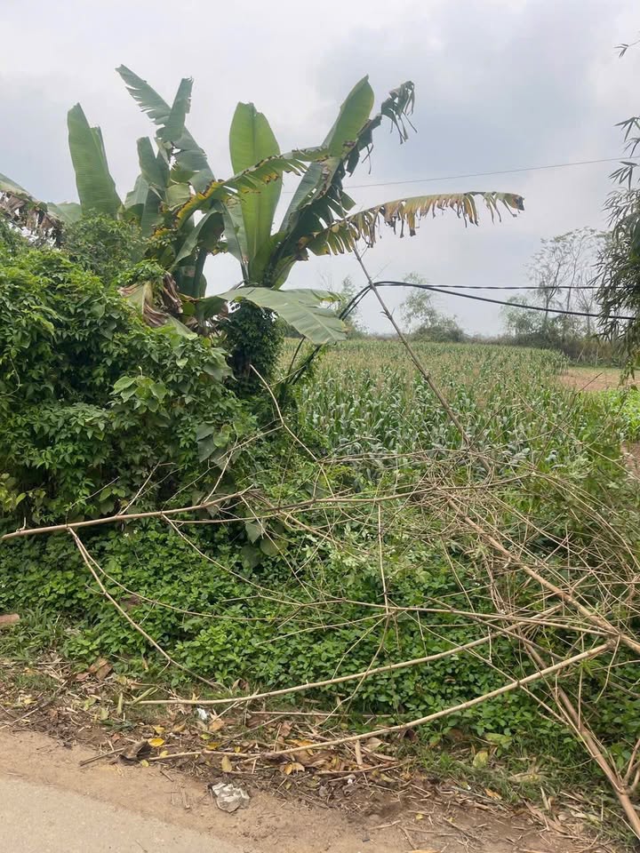 Đất nền mặt đường TL 315, Huyện Lâm Thao, 160m² - Cơ hội đầu tư vàng!