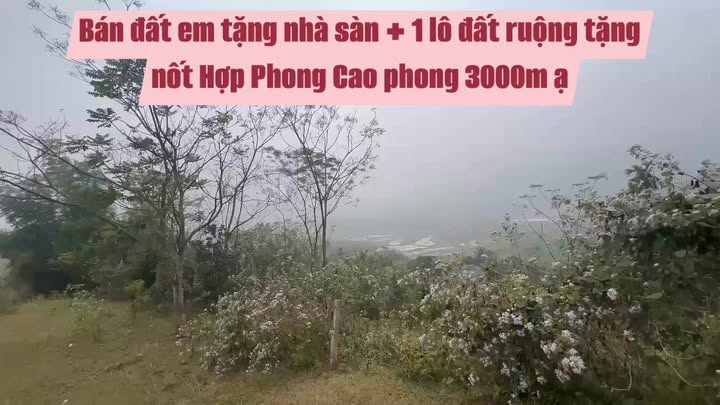 Farm nghỉ dưỡng Hợp Phong, Cao Phong 3000m² giá 2.7 tỷ - Không khí trong lành, view cánh đồng tuyệt đẹp!