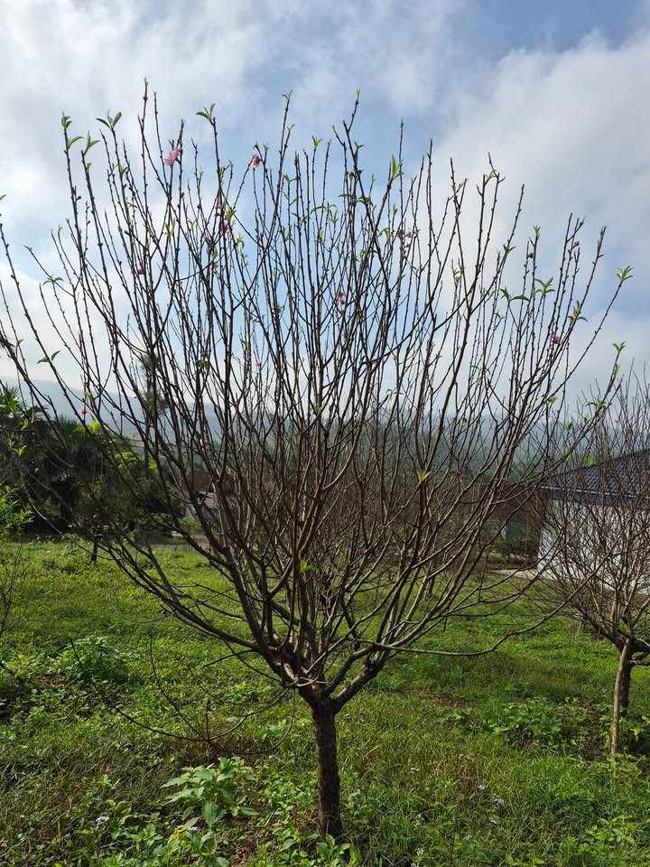 Đất nền đẹp tại Phường Bắc Hà, 90m² giá chỉ 1,3 tỷ - Cơ hội đầu tư hấp dẫn!