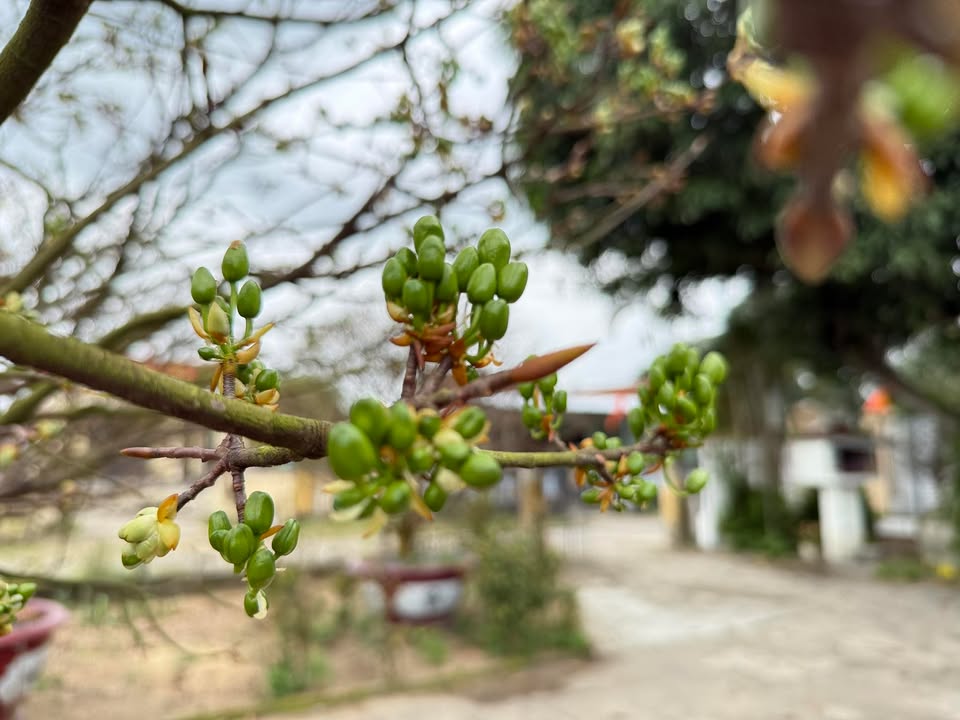 Đất nền góc 2 mặt tiền Trần Hữu Dực 166m² giá 9.9 tỷ - Sổ đỏ chính chủ