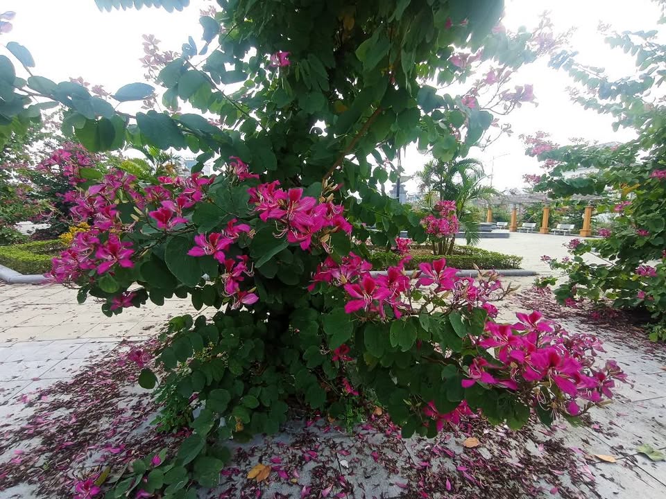 Lô góc FrontHouse khu đô thị Nguyễn Công Trứ 88m² giá 6 tỷ - Vị trí đắc địa mở quán