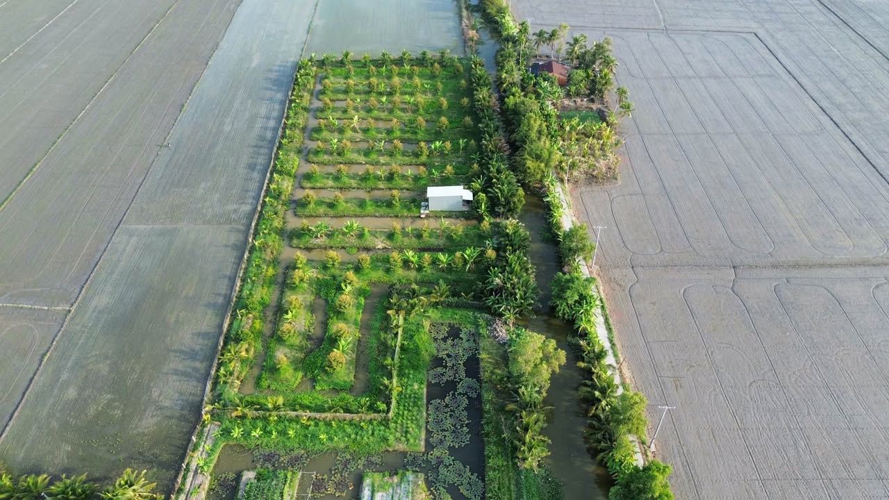 Đất vườn sầu riêng 7625m² tại Cần Thơ - Giá chỉ 260 triệu!