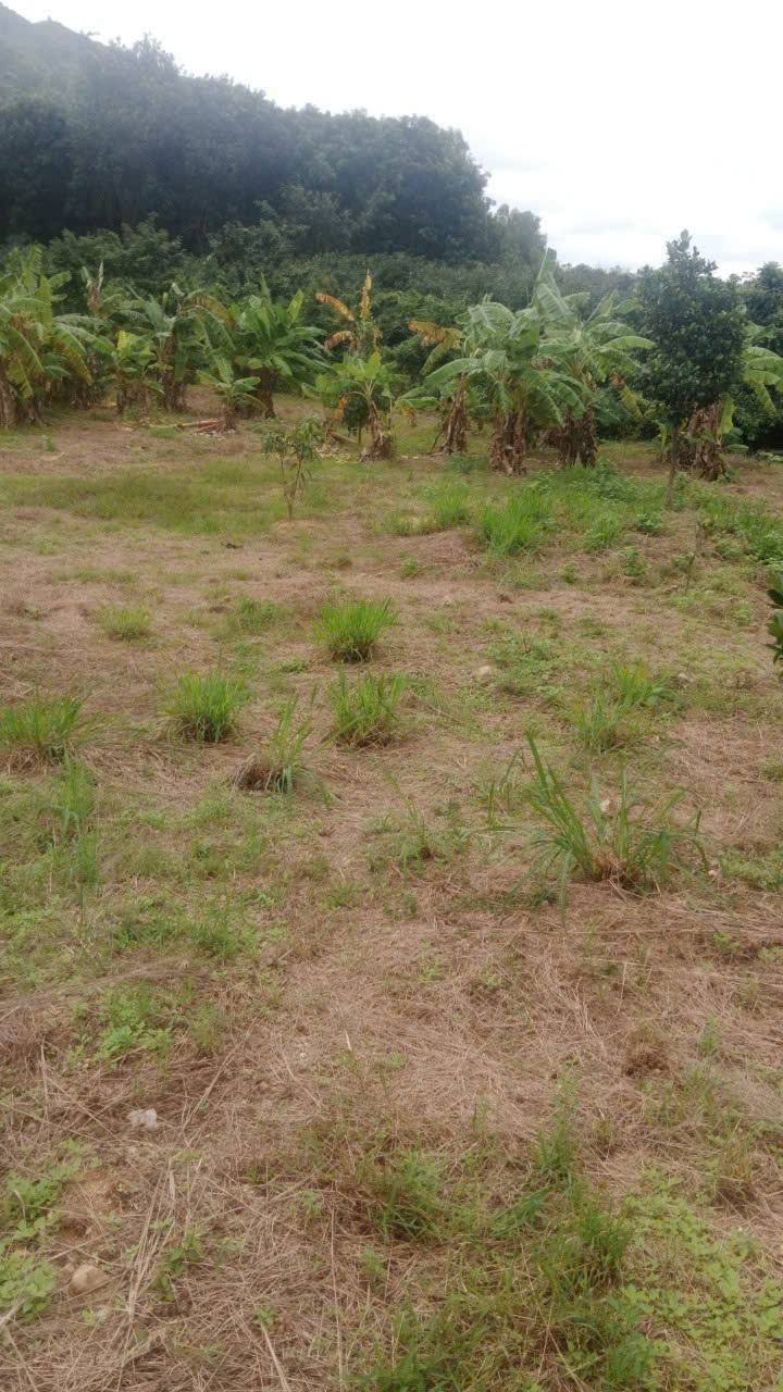 Đất nghỉ dưỡng Suối Cát Cam Lâm 3211m² giá 1.605 tỷ - Cơ hội đầu tư sinh lời!