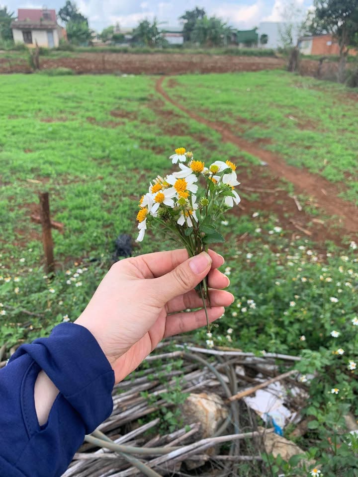 Đất nền xã Phú Hội, huyện Đức Trọng, 113m² giá 925 triệu - Mặt tiền đường lớn, gần trường học!