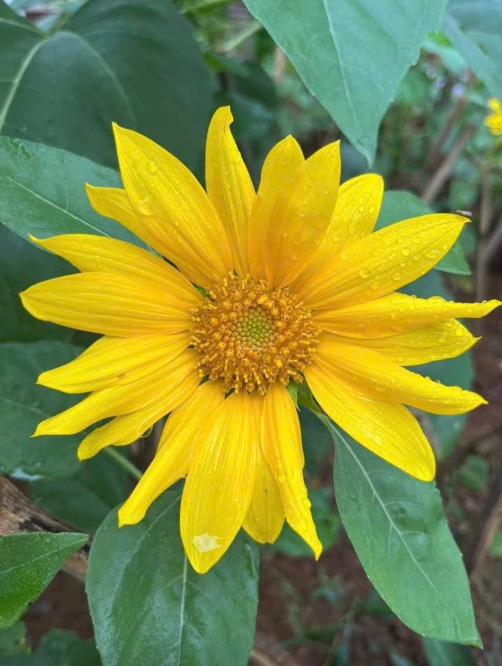 Đất thổ cư Hòa Lạc 102m² giá 3.06 tỷ - Pháp lý rõ ràng, vị trí thuận lợi!