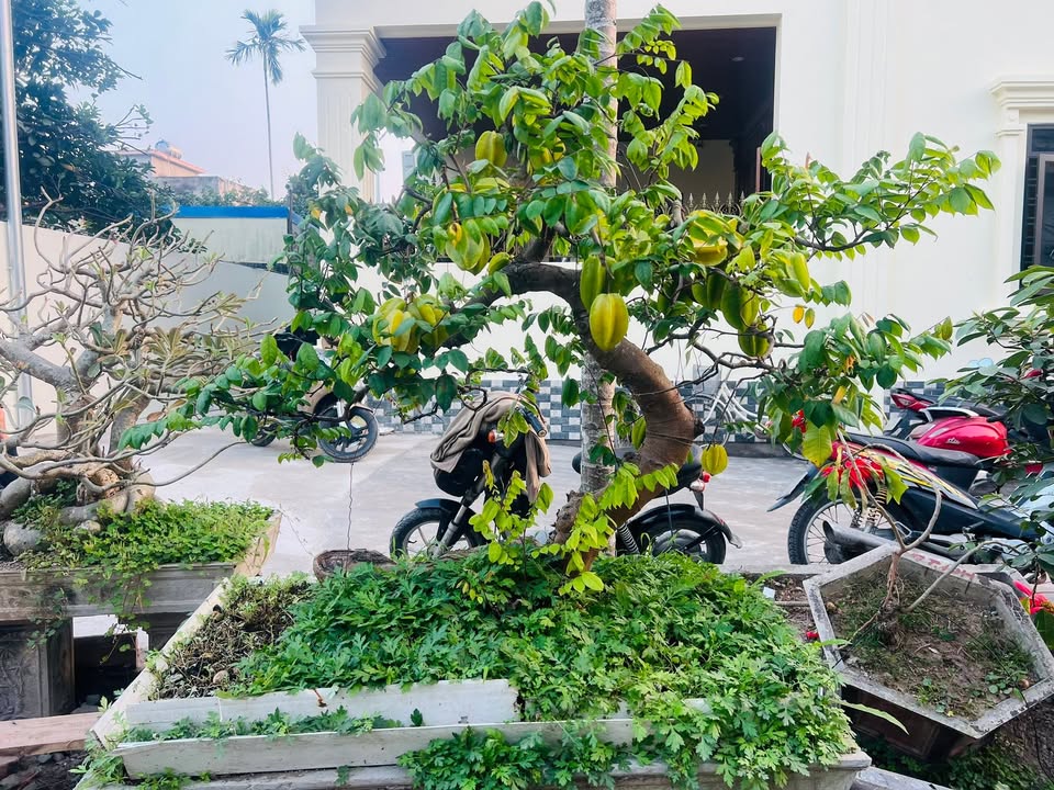 Nhà phố Đông Phong, Hải An, Hải Phòng 45m² giá 2.7 tỷ - Chính chủ bán gấp!