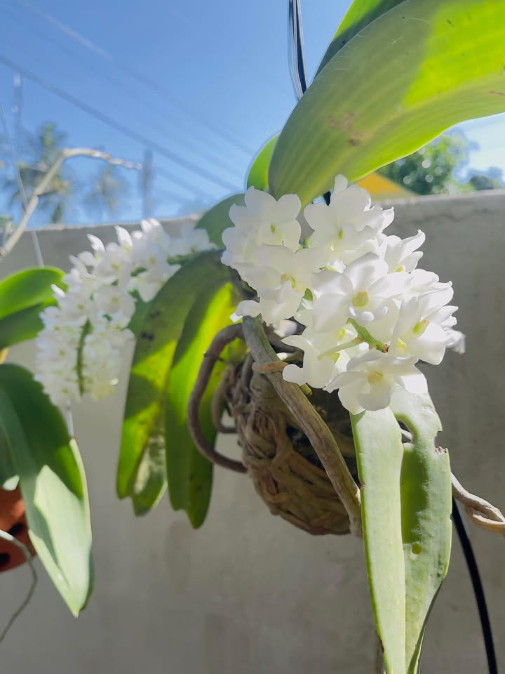 Đất thổ cư Vĩnh Thái, Nha Trang 118m² chỉ 900 triệu - Đầu tư sinh lời ngay!