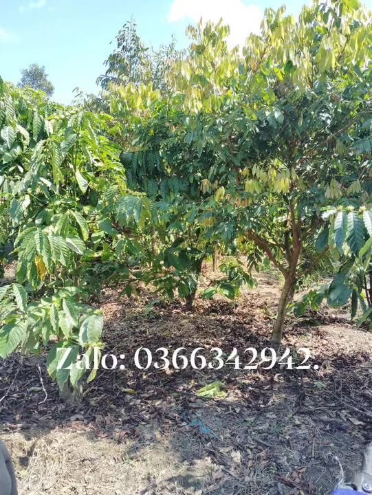 Đất vườn 1ha Xã Đạ Tông, Huyện Đam Rông giá 1.205 tỷ - Đầu tư sinh lời mạnh mẽ!