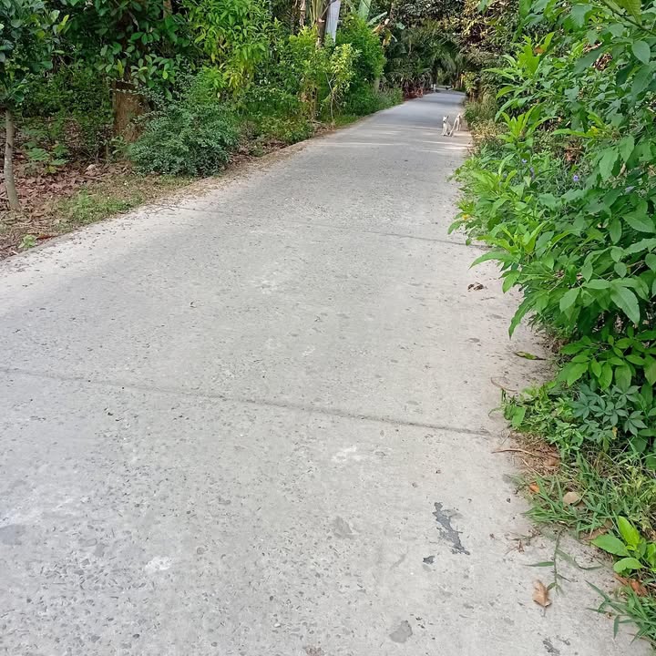 Đất nền Tân Phú Tây, Mỏ Cày Bắc 1588m² giá 890 triệu - Đầu tư sinh lời ngay!