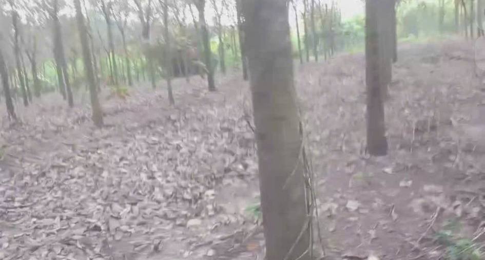 Đất nông nghiệp 25,000m² tại Xã Tam Lập, Huyện Phú Giáo - Giá chỉ 4.5 tỷ, thương lượng!