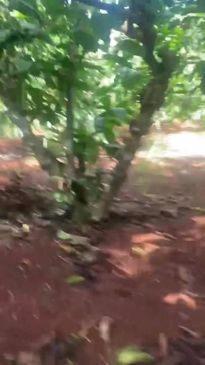 Đất nông nghiệp Xã Đắk Drô 18360m² giá 1.45 tỷ - Đầu tư sinh lời cho tương lai!