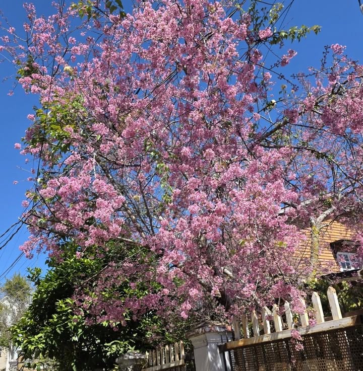 Nhà cấp 4 Phường 7 Đà Lạt 67m² giá 1.7 tỷ - Pháp lý rõ ràng!