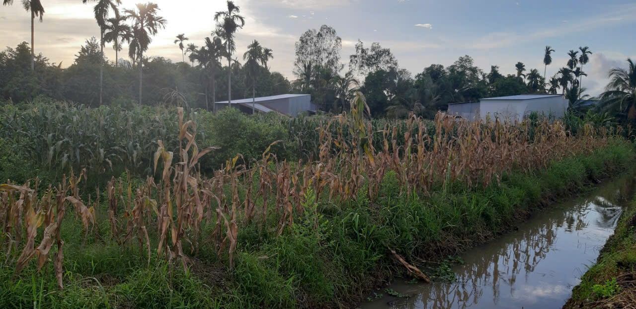 Đất nền 2.500m² tại xã Nhơn Ái, Phong Điền - Cơ hội đầu tư giá tốt!