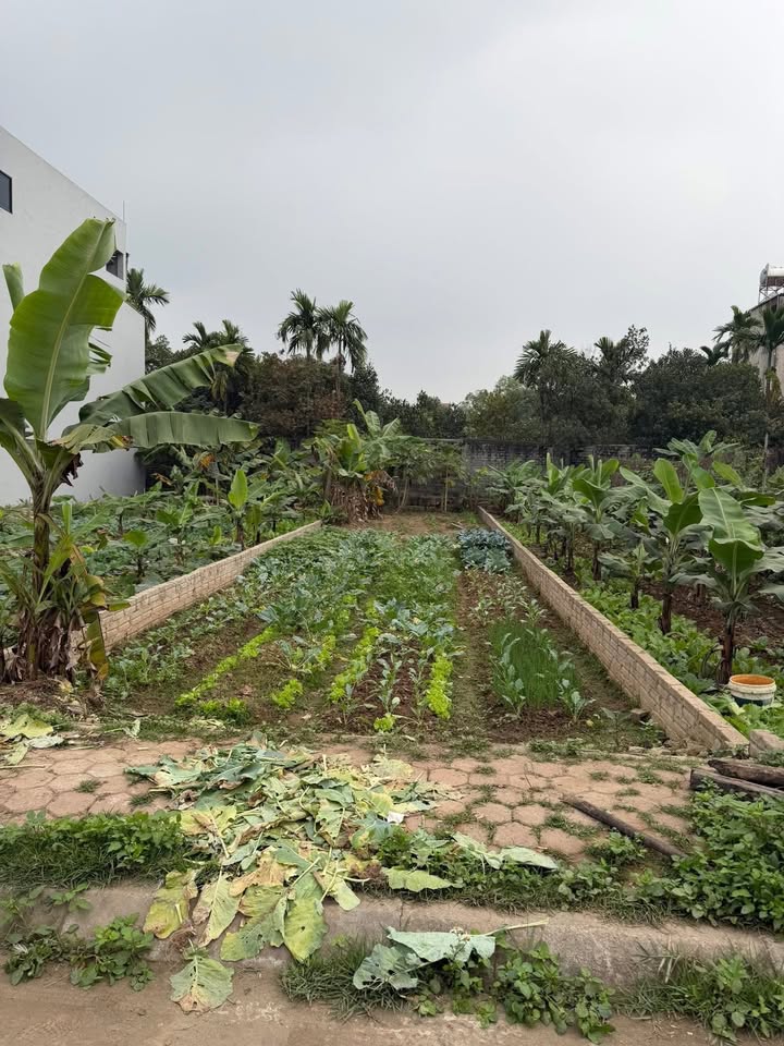 Đất đấu giá Sân Vận Động Cũ - Phúc Thọ 144m² giá 4.32 tỷ - Tiềm năng sinh lời vượt trội!