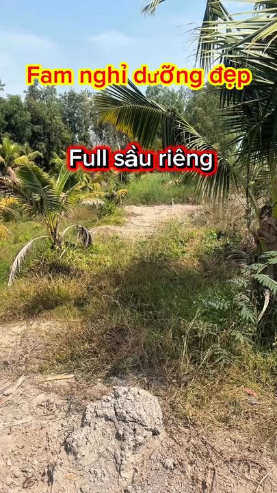 Farm 29.000m² tại Củ Chi - Sầu riêng trĩu quả, cơ hội đầu tư hấp dẫn!