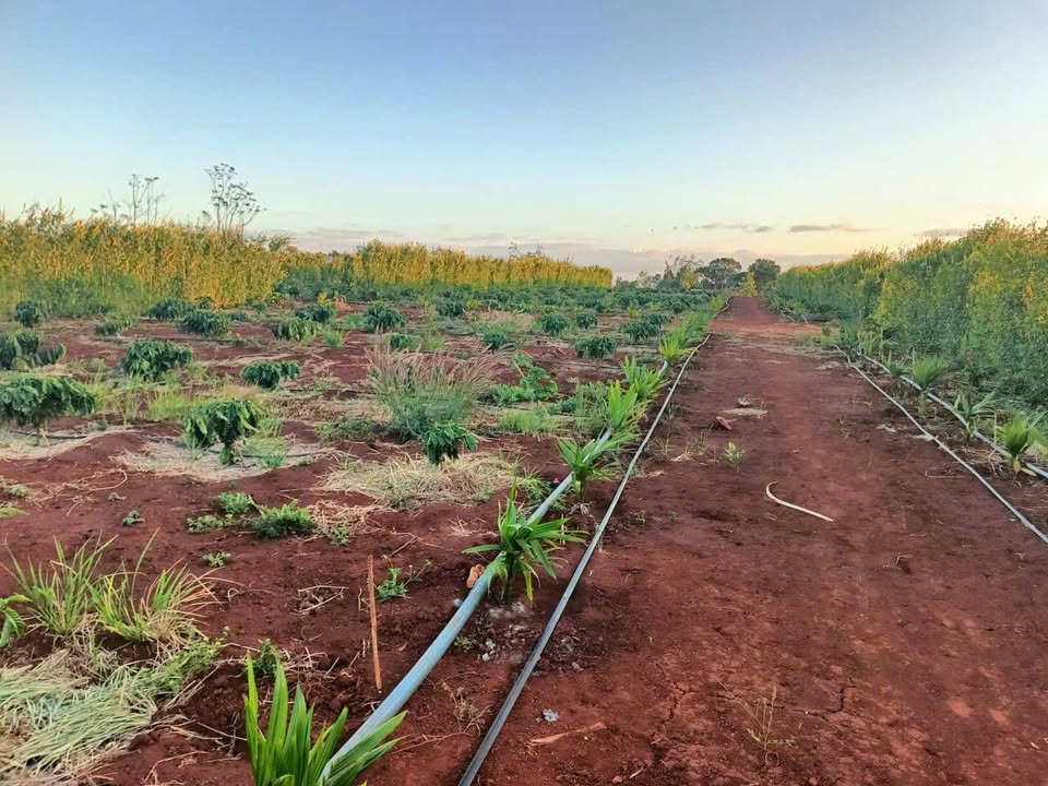Đất Farm 2.5ha tại Xã AL Bá, Huyện Chư Sê, Gia Lai - Giá chỉ 5 tỷ