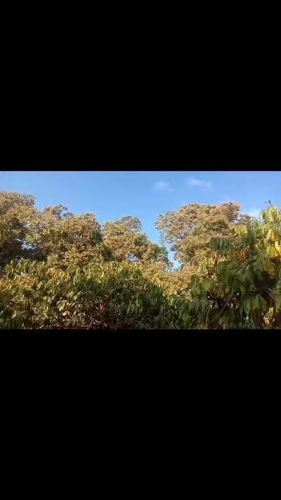 Đất Farm 15.000m² tại Thị trấn Kiến Đức, Đắk Nông - Giá 450 triệu, cơ hội đầu tư hấp dẫn!