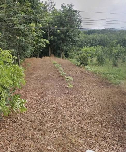 Đất nền mặt tiền đường nhựa Phường An Lộc 222m² giá thỏa thuận - Cơ hội đầu tư sinh lời!