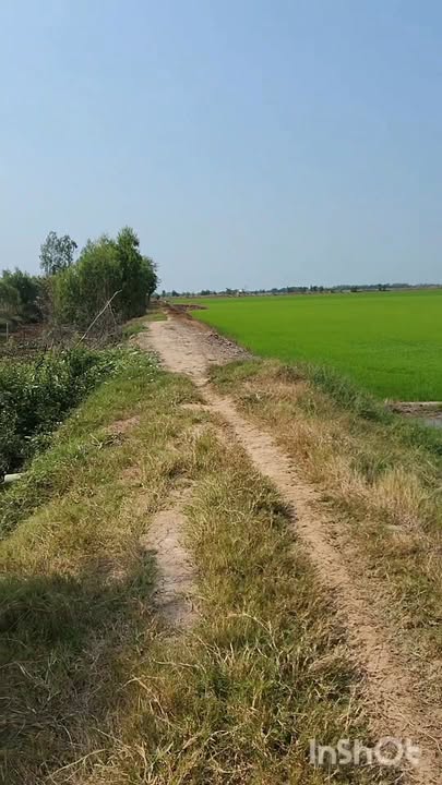 Đất nông nghiệp 24000m² xã Tuyên Bình, Vĩnh Hưng - Giá chỉ 2.4 tỷ!