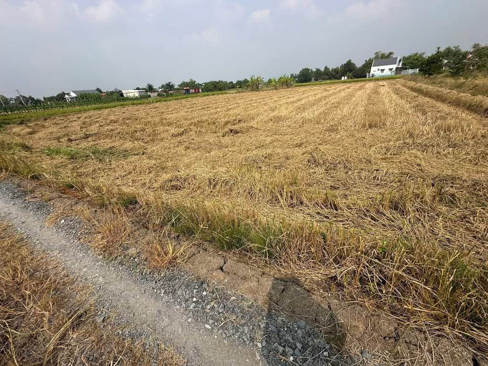 Đất lúa 2300m² tại Thị trấn Cần Giuộc - Giá chỉ 3.45 tỷ VND