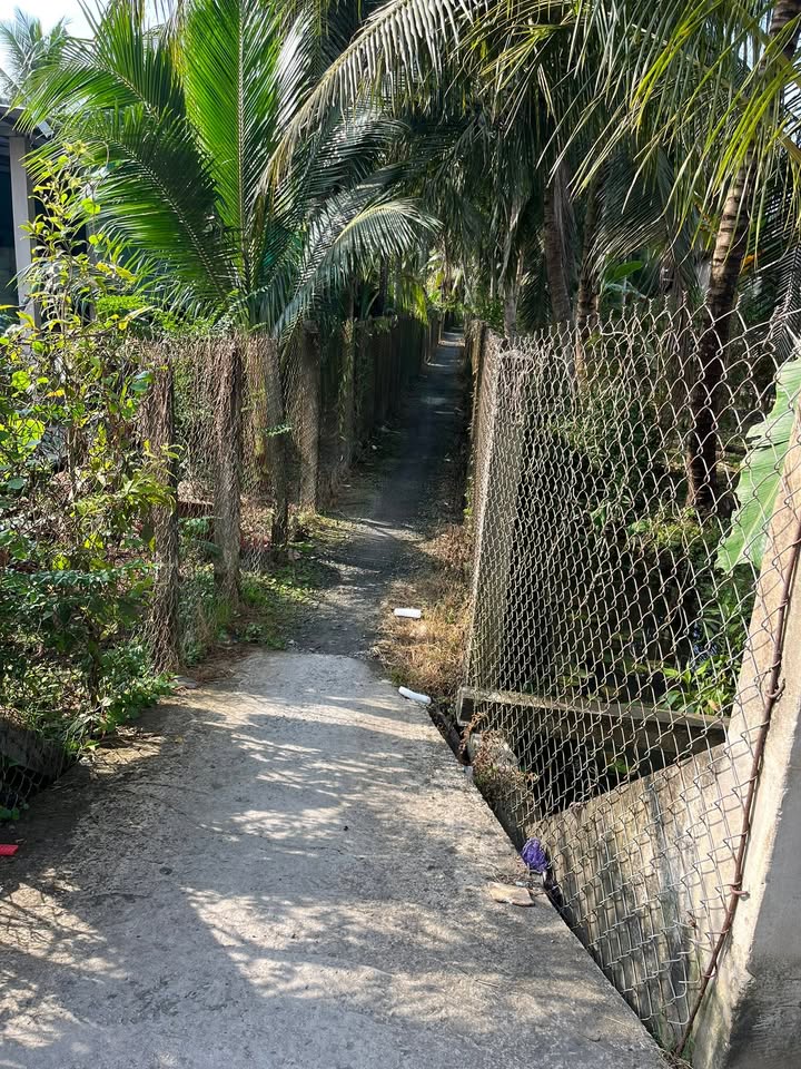 Đất vườn trồng dừa 1300m² tại Ấp Dầu, Huyện Châu Thành - Giá chỉ 1 tỷ VND!