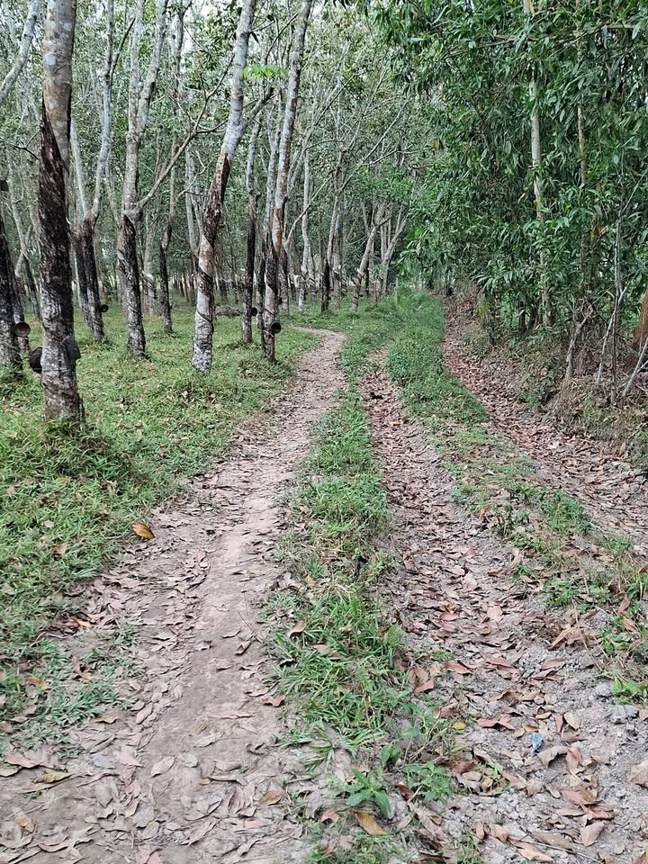 Đất Farm Hòa Hiệp, Tân Biên, Tây Ninh 16.000m² giá 1.9 tỷ - Tiềm năng sinh lời lớn!