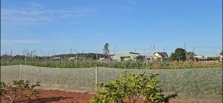 Đất thổ cư Xã Tân Hưng 987m² giá chỉ 320 triệu - Cơ hội đầu tư tuyệt vời!