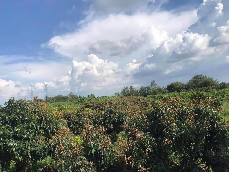 Đất nền mặt tiền Quốc Lộ 61C, Quận Ninh Kiều, 11.800m² giá 1,5 tỷ - Cơ hội đầu tư hấp dẫn!