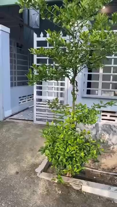 Nhà nguyên căn cho thuê tại Phường Hàm Tiến, Phan Thiết 7 triệu/tháng - Sân vườn rộng rãi