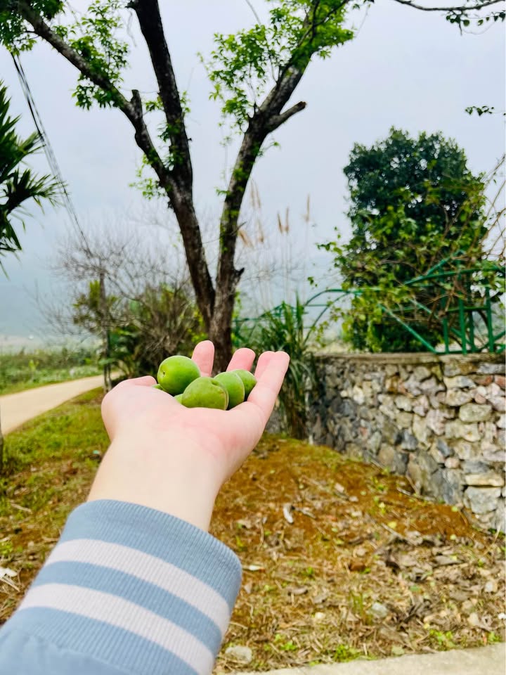 Đất nền đẹp tại Xã Phong Quang, Huyện Vị Xuyên, 700m² - Cơ hội đầu tư tuyệt vời!