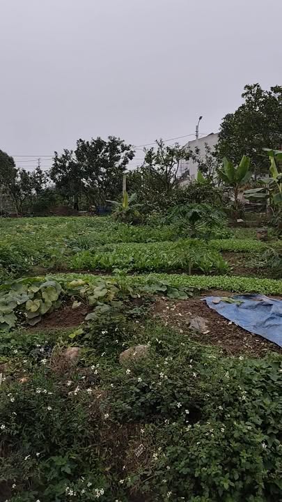 Đất nền kinh doanh Phường Châu Giang 140m² giá 2 tỷ - Cơ hội đầu tư sinh lời