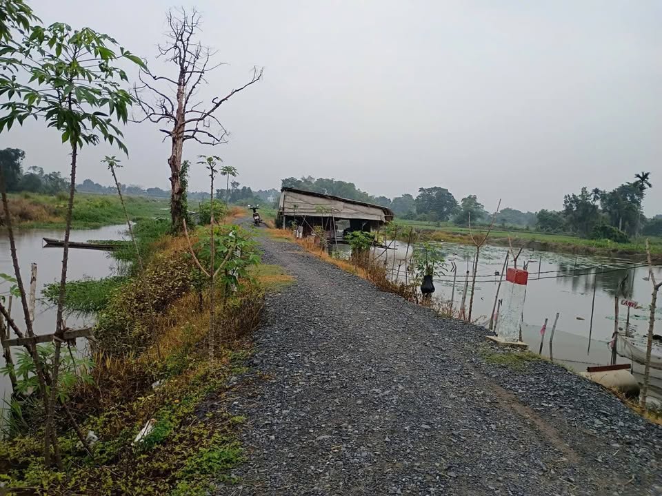 Đất lúa Đông Thạnh Hóc Môn 2300m² giá 4.6 tỷ - Vị trí đắc địa, cơ hội đầu tư tuyệt vời!