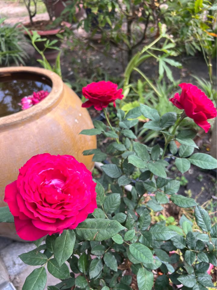 Đất nền 56 Hẻm Trần Phú, Tây Ninh 133m² giá 1.932 tỷ - Kinh doanh thuận lợi!