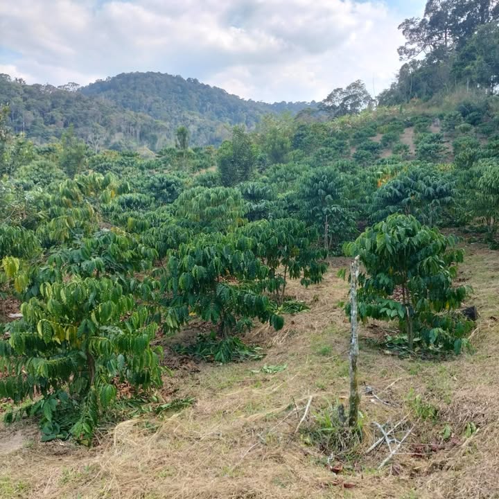 Đất nền 15.000m² tại Xã Phúc Thọ, Lâm Hà - Giá chỉ 1,5 tỷ - Cơ hội đầu tư tuyệt vời!