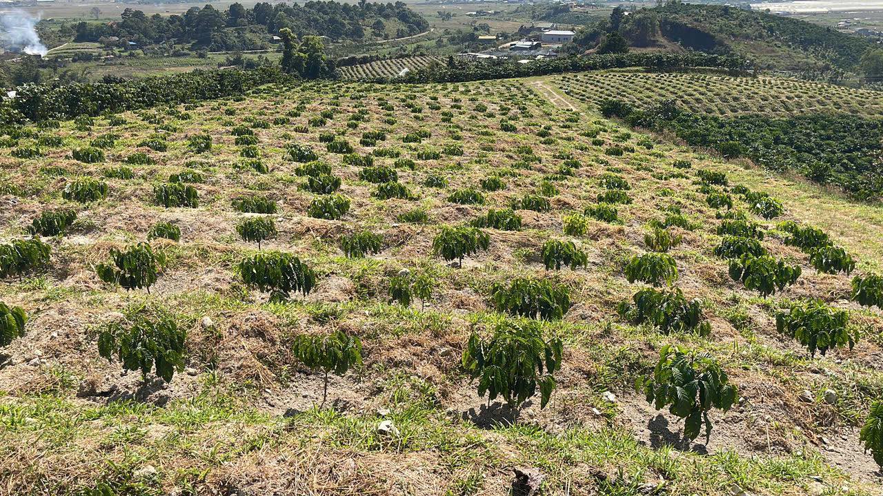 Đất nền Tân Hà Lâm Đồng 1,6ha giá 8 tỷ - Sổ đỏ chính chủ