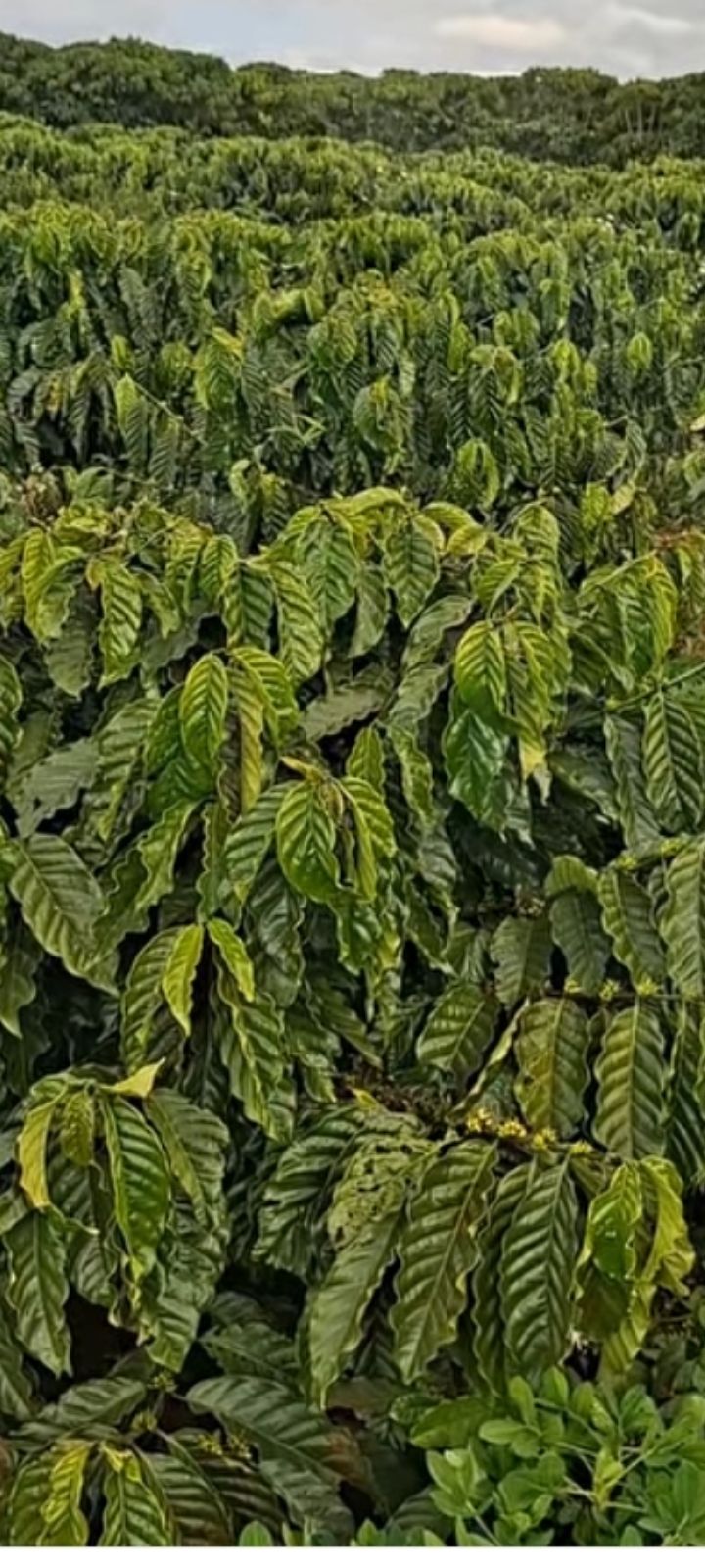 Đất nền 720m² tại Xã Tân Hà, Lâm Hà chỉ 770 triệu - Sổ hồng chính chủ!