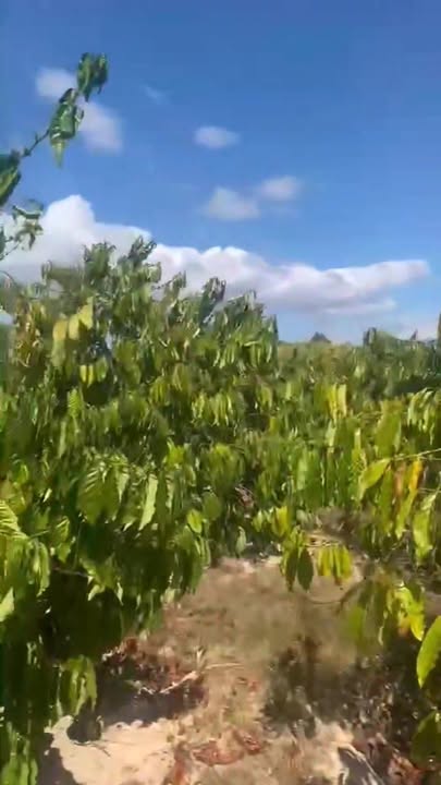 Farm cà phê tại thôn Trung Nghĩa Đông, Huyện Đắk Hà, giá chỉ 890 triệu