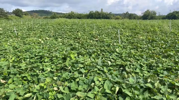 Đất nông nghiệp 30,000m² tại Xã Tân Hà, Huyện Đức Linh - Giá thỏa thuận hấp dẫn!