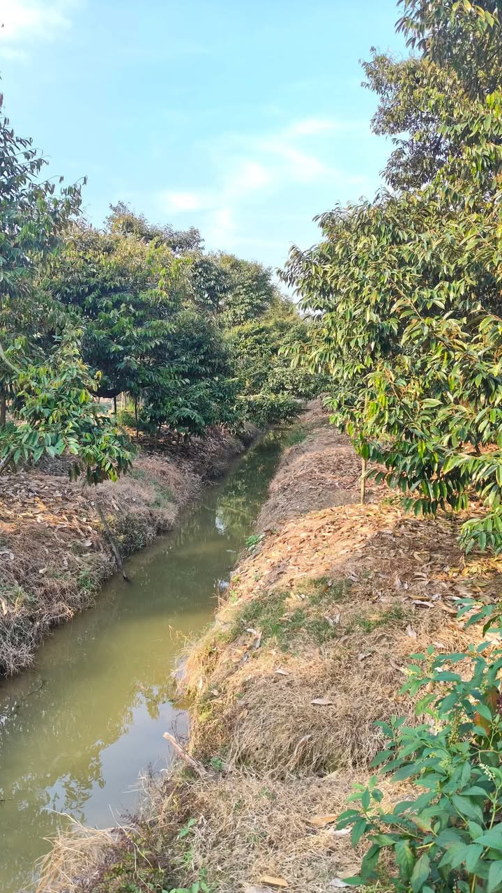 Farm sầu riêng Ri6 cho thuê tại Hiệp Đức, Cai Lậy - 400 triệu/năm