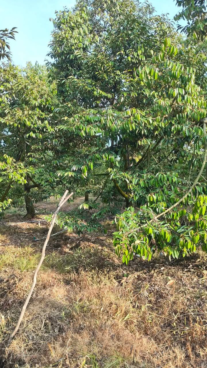 Đất vườn sầu riêng 3000m² tại Cái Bè, Tiền Giang - Giá chỉ 2 tỷ!