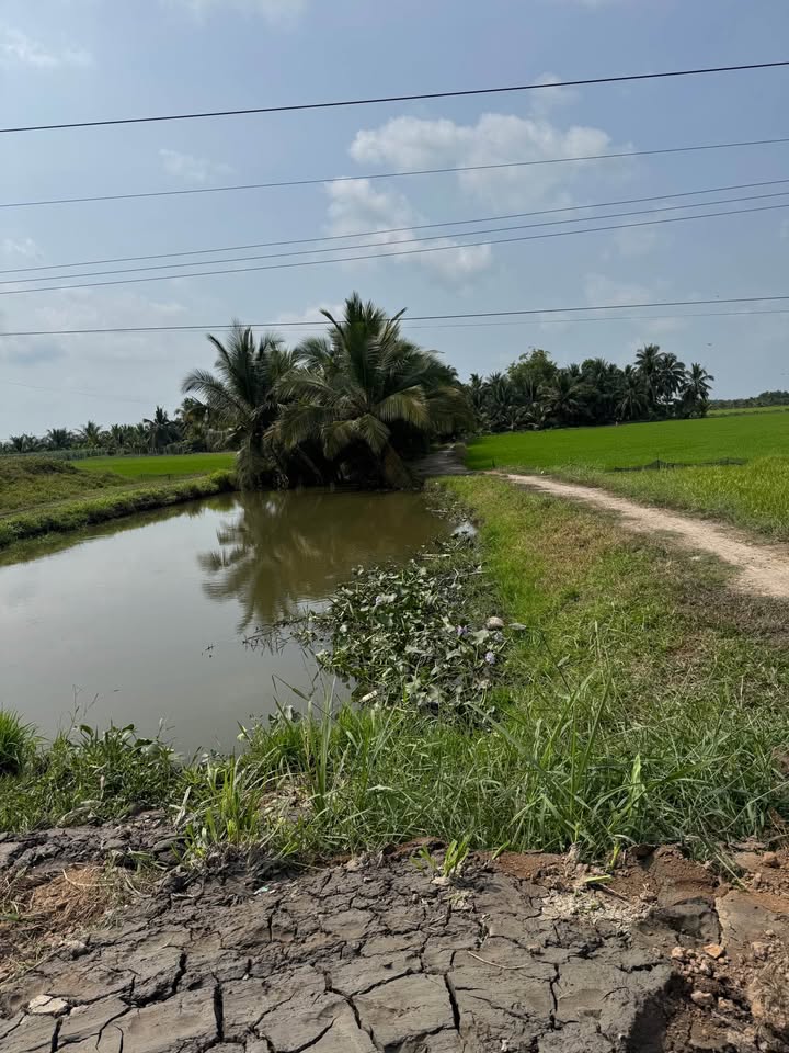 Đất ruộng 9590m² tại ấp Chợ, xã Tập Ngãi - Cơ hội đầu tư lý tưởng!