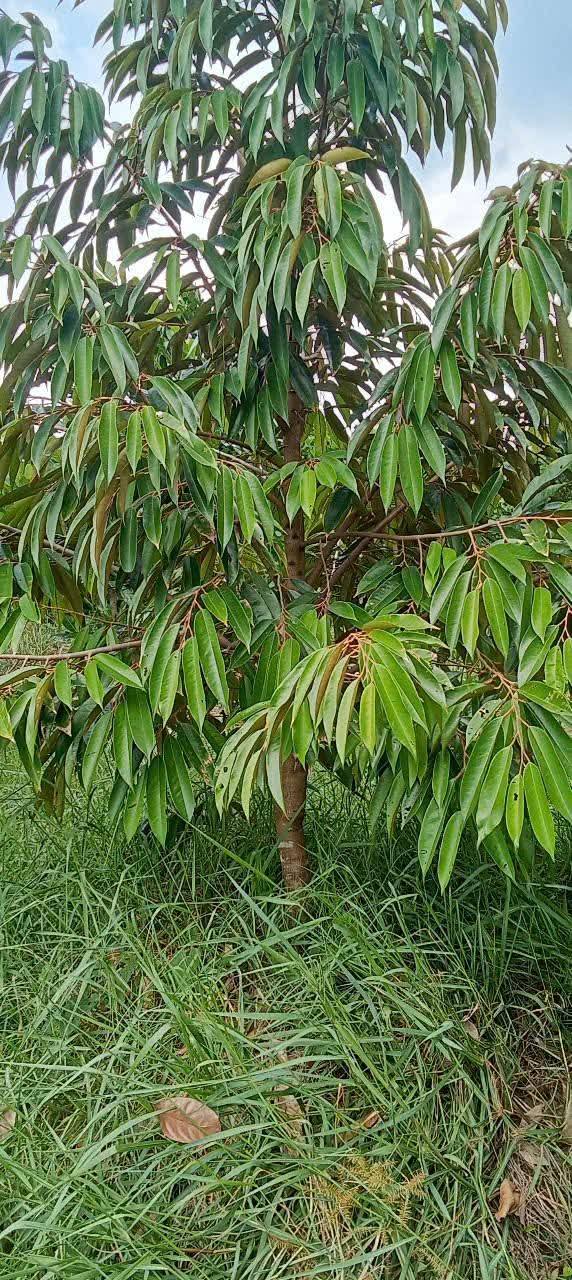 Đất vườn Đốc Binh Kiều 10.000m² giá 3.5 tỷ - Cơ hội đầu tư tốt!