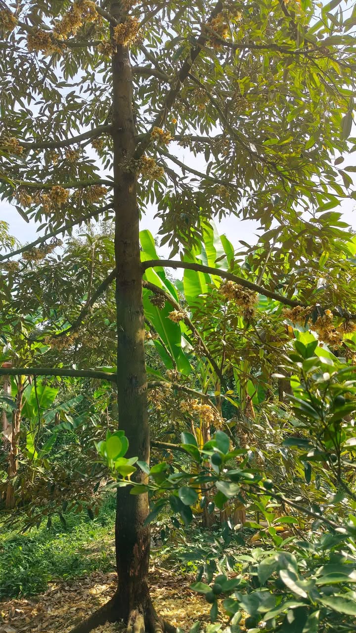 Đất vườn sầu riêng tại Hội Xuân Cai Lậy 1.500m² giá 975 triệu - Cơ hội đầu tư lý tưởng!